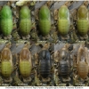 pol icarus pupa12 volg1